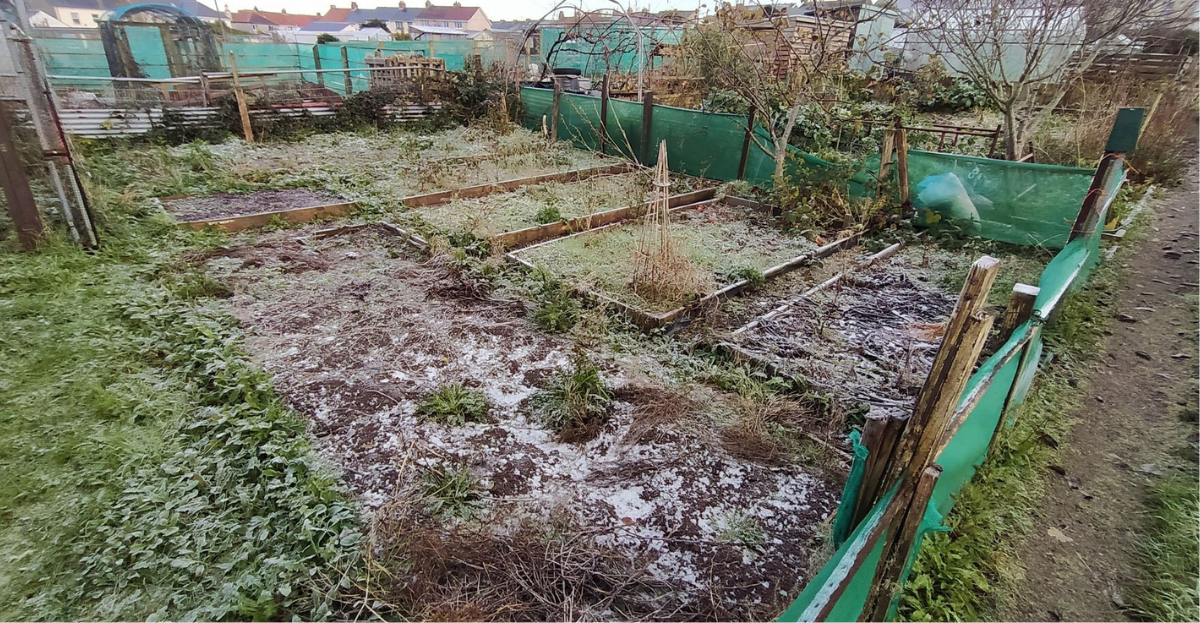 Starting an Allotment